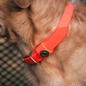 Over Under Water Dog Collar Blaze Orange